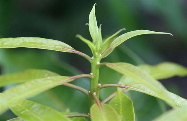 芒果早花的预防措施(油菜早花原因、危害及预防处理措施)