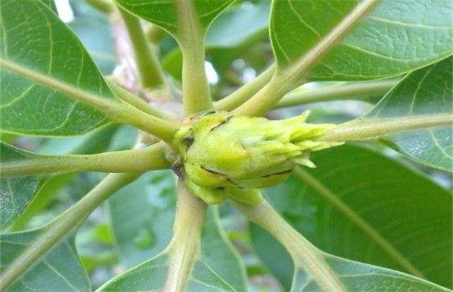 芒果早花的预防措施(油菜早花原因、危害及预防处理措施)