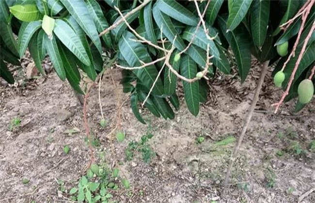 芒果落花落果的原因及防治办法(芒果落花落果的原因及防治办法视频)