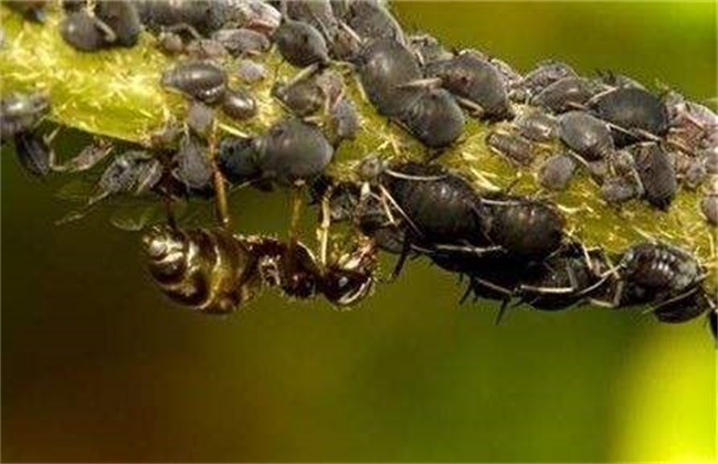 芒果落花落果的原因及防治办法(芒果落花落果的原因及防治办法视频)