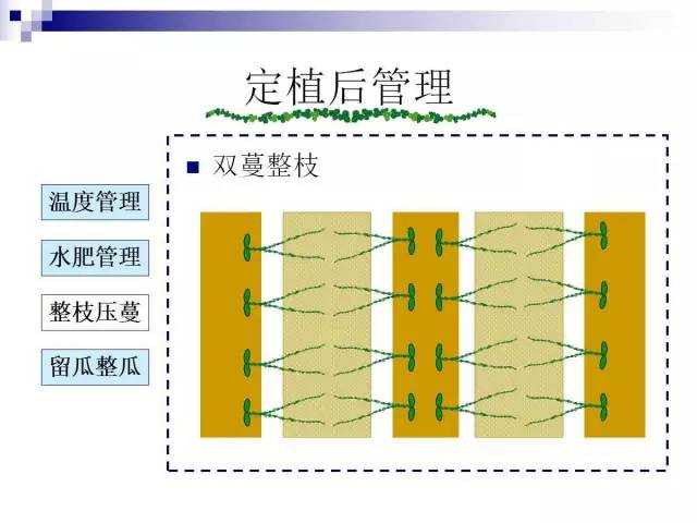 34个课件讲述种植西瓜(种植西瓜技术指导)