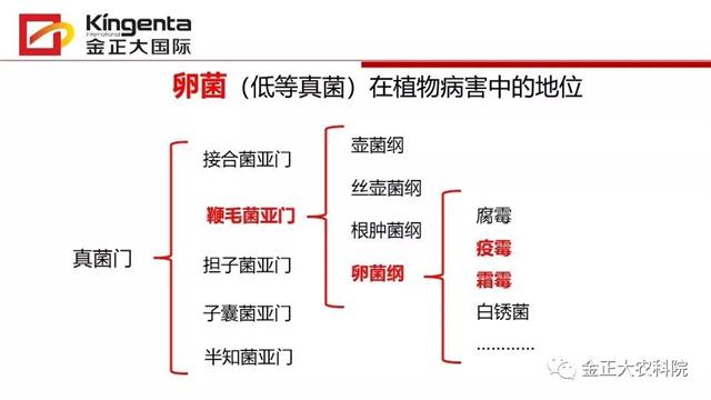 作物病虫害诊断及农药应用基础(农作物病虫害区域应急防治检测中心)