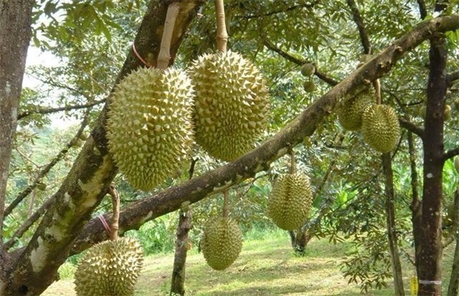 榴莲种植的注意些什么(榴莲种植的正确方法)