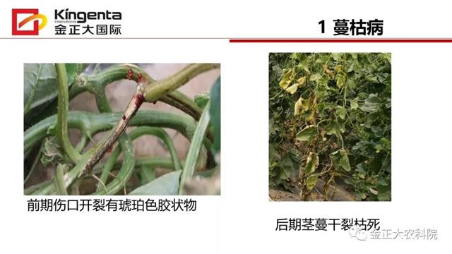 甜瓜植保简介(博洋9号甜瓜简介)