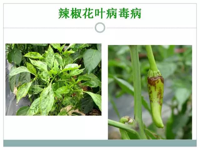 辣椒病虫害高清图谱 解决方案(小米辣椒的种植及病虫害预防)