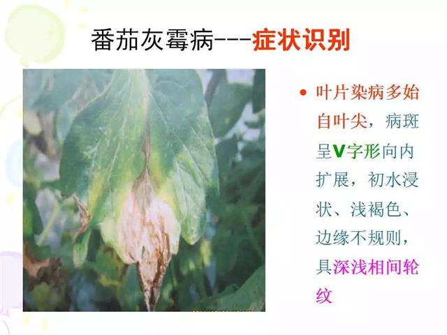 番茄病虫害图解及防治方法(番茄病虫害图片与防治方法)