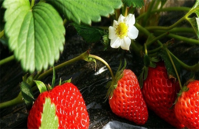 草莓春季管理方法技巧(月季花春季管理方法)