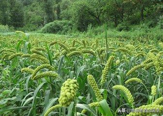 农谚大全1000则(二十四节气农谚大全)