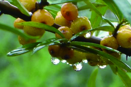 沙棘是啥植物(沙棘原浆的口感是什么样)