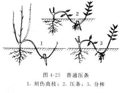 栀子花如何繁殖(栀子花如何繁殖后代)