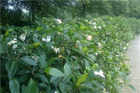 栀子花如何繁殖(栀子花如何繁殖后代)