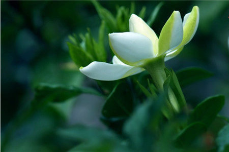 栀子花如何繁殖(栀子花如何繁殖后代)