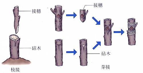 发财树如何嫁接(发财树嫁接在什么树上)