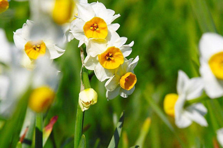 水仙花什么时间开花(水仙花在什么时间开花)