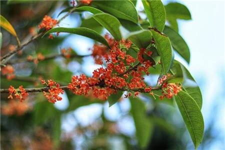 桂花几月份开花(桂花什么时候栽种最合适)