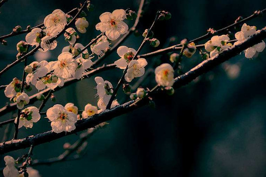 梅花的作用(梅花的作用与功效作文)