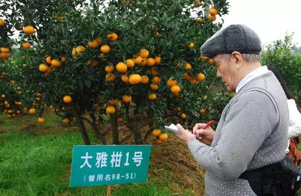 大雅柑种植技术大全