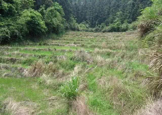 农村土地抛荒的解决办法