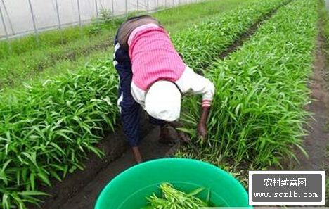 空心菜种植方法和时间