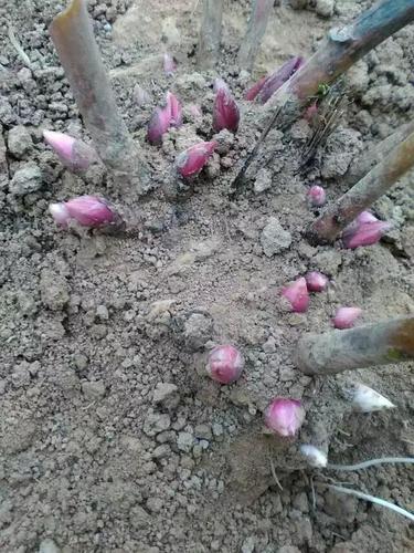 芍药的种植方法和注意事项