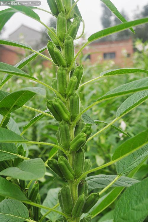 种植芝麻要注意什么