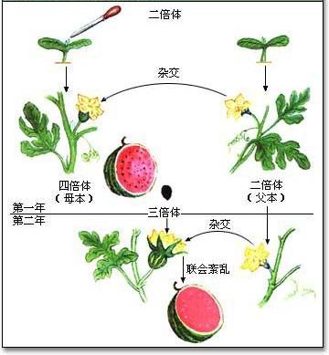 无籽西瓜种植