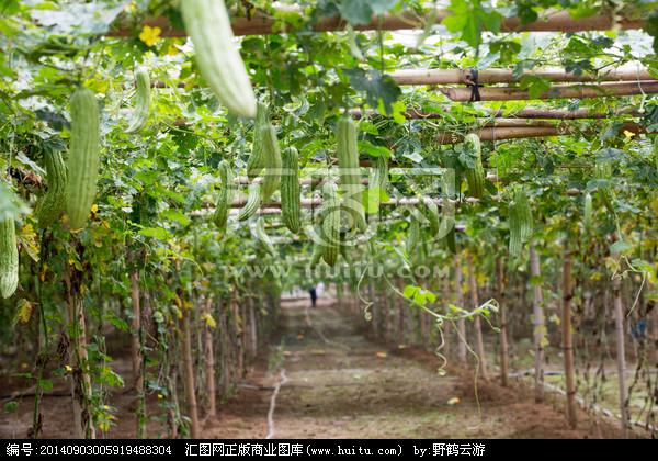 大棚西瓜和苦瓜种植技术