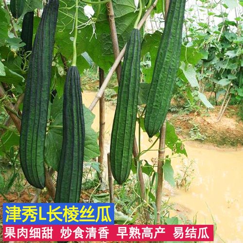 八角丝瓜种植技术(八角丝瓜什么时候播种最好)