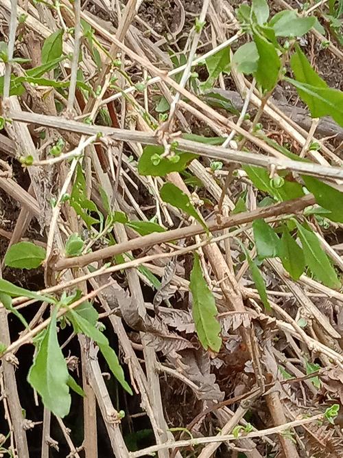 地骨皮种植技术(地骨皮图片)