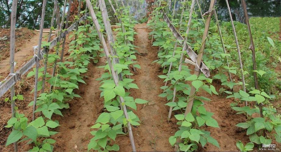 冬季豆角种植技术(冬季马铃薯种植技术)