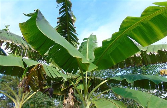 芭蕉怎么种植(芭蕉种植过程)