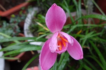 风雨花怎么养(刚买回来的风雨花种球要怎么种?根部已经干了)