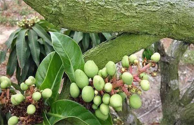 芒果落花落果的原因及防治办法(芒果落花落果的原因及防治办法视频)