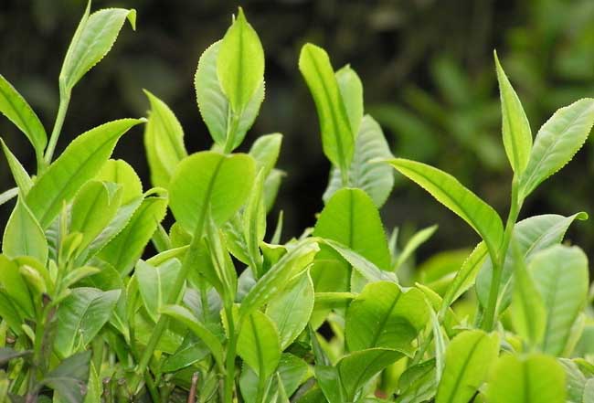 茶树越冬病虫害防治办法(茶树病虫草害防治农药)