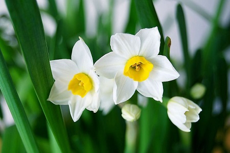 水仙花怎么种植(水仙花正确种植方法)