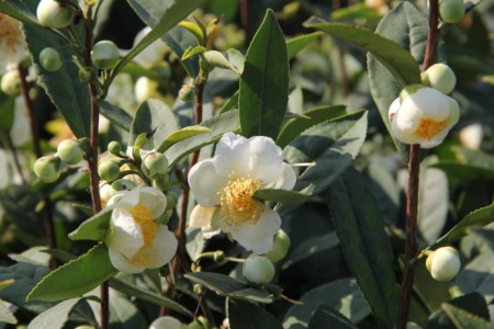 茶树花怎么养殖(茶树花的养殖方法和技术)