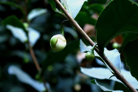 茶树花怎么养殖(茶树花的养殖方法和技术)