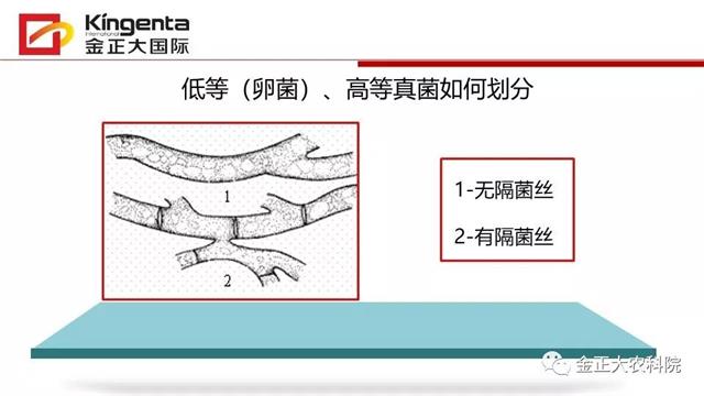 作物病虫害诊断及农药应用基础(农作物病虫害区域应急防治检测中心)