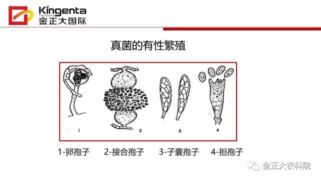 作物病虫害诊断及农药应用基础(农作物病虫害区域应急防治检测中心)