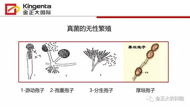 作物病虫害诊断及农药应用基础(农作物病虫害区域应急防治检测中心)