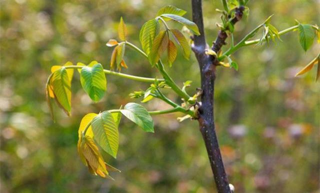 核桃树保花保果技术(核桃树怎么保养)