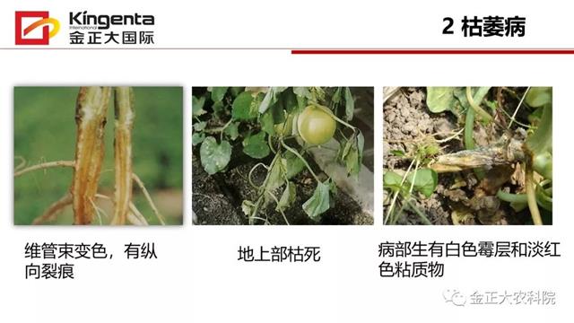 甜瓜植保简介(博洋9号甜瓜简介)