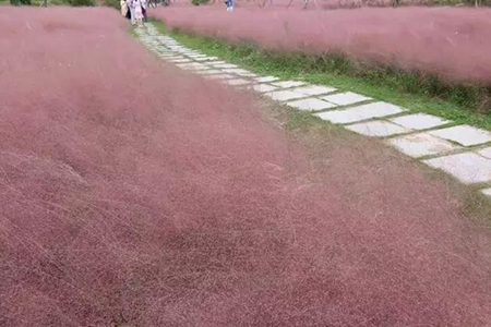 粉黛草花语、姿态和养护办法(风信子的花语和养护方法)