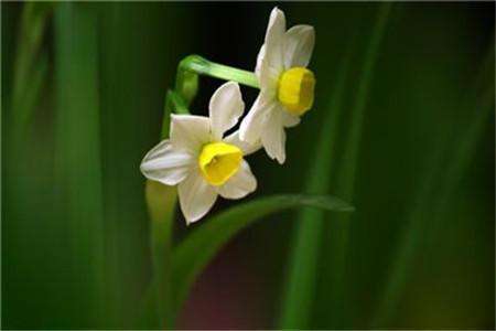 冬天阳台适合养什么植物(冬天适合幼儿园阳台种植的植物)