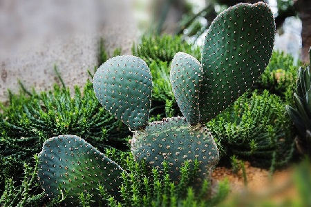 冬天阳台适合养什么植物(冬天适合幼儿园阳台种植的植物)