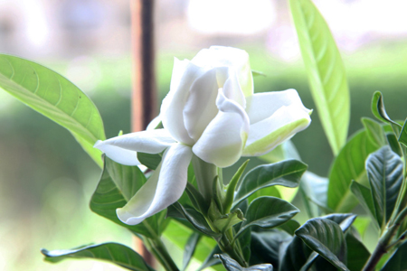 栀子花冬天怎么种植(冬天栀子花黑叶干枯)