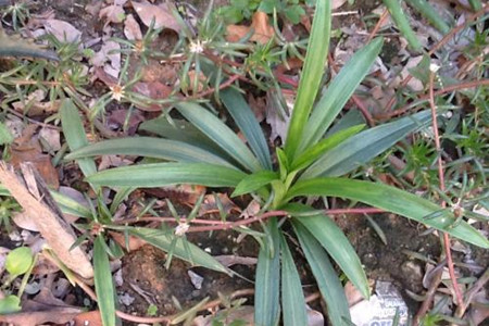 水仙花不开花解决办法(水仙开花后怎样留明年)