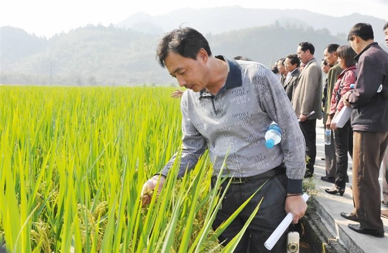 水稻种植大户有哪些人