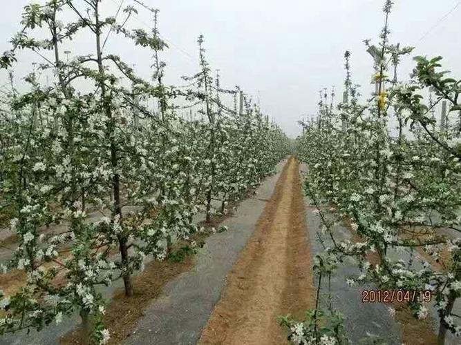 大棚种植矮化苹果树