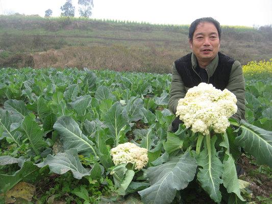 花菜怎么种植和管理